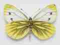 Peris napi (Irish green veined white) aberration Internet Image property of respective owner, non-commercial use only